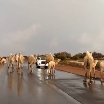 سلمان سلّك ربنا سيفاً صقيل ، واجتث بك روس الفتن واذيالها .