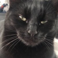 Happy-ish cop (@cop_ish) 's Twitter Profile