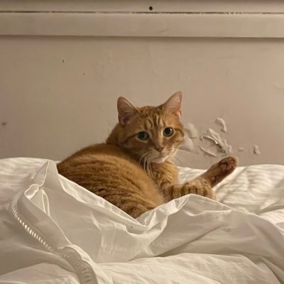 bibixvenus's profile picture. Venus (ou bibix) est un mâle !! mais je suis aussi catsitter donc je garde plein de chats🥰