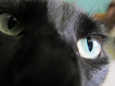 TulsaPetProject's profile picture. A blog for pet lovers, especially those in the Tulsa area.