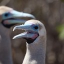 Daniel Morrissey - @danielftal - Twitter