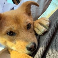 邓仙樂 (@deng52088) 's Twitter Profile