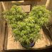 Ricky's Hash Plant (@rickyshashplant) Twitter profile photo Ricky's Hash Plant (@rickyshashplant) Twitter profile photo