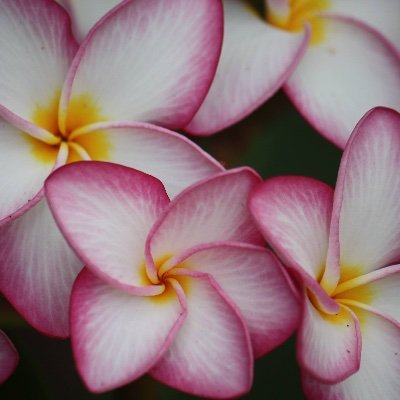 hopefull177's profile picture. Kind Heart.   Fierce Mind.   Brave Spirit.