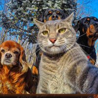 Nightshade (@nightshadebrawl) 's Twitter Profile