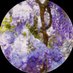 Efflorescence (@effloresce34549) Twitter profile photo Efflorescence (@effloresce34549) Twitter profile photo