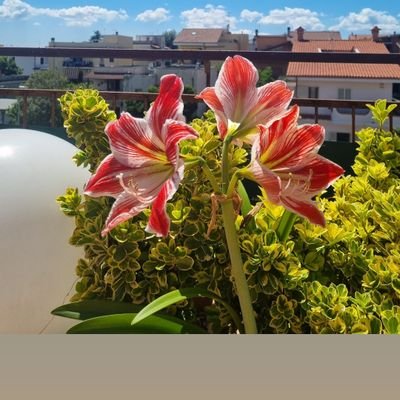 Mas_Caro19's profile picture. 