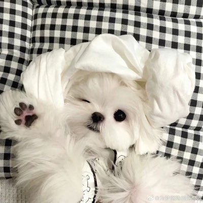 ほくまさや🐶✨️