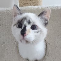 ペル🐱 (@mynameispell) 's Twitter Profile