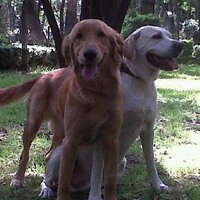 Tanni Guerrero (@tannigt) 's Twitter Profile