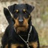 Jagdterrier007's profile picture. 