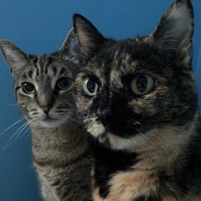 normal_abbee's profile picture. 