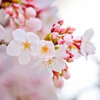 かりん🍊 (@h_karrin_hiro14) 's Twitter Profile