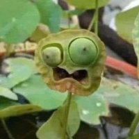 PumpiSmurf (@pumpismurf) 's Twitter Profile