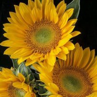 WordSmith 🟧 🏳️🌈 🟦 🇺🇸 ✈️ (@smatterofwords) 's Twitter Profile Photo WordSmith 🟧 🏳️🌈 🟦 🇺🇸 ✈️ (@smatterofwords) 's Twitter Profile Photo