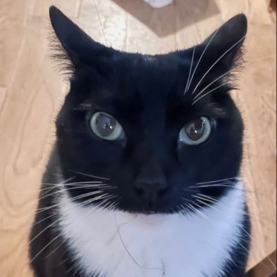 chonliun's profile picture. 🇵🇸