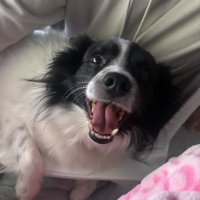 Tartemis (@smoltartemis) 's Twitter Profile