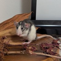 ラットの餌係、ATM (@fancyrats2025) 's Twitter Profile Photo ラットの餌係、ATM (@fancyrats2025) 's Twitter Profile Photo
