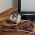 ラットの餌係、ATM (@fancyrats2025) Twitter profile photo ラットの餌係、ATM (@fancyrats2025) Twitter profile photo