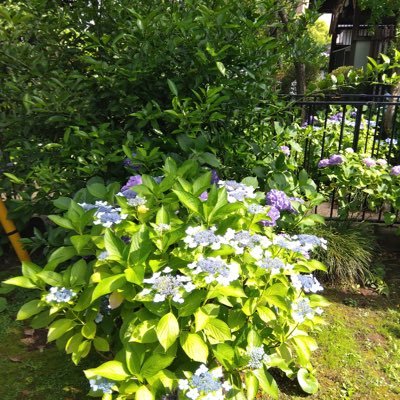 amam_751_1361's profile picture. utl1 B1 ただの日記 fgoとか他にも