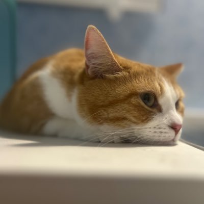しゃんさんのプロフィール画像