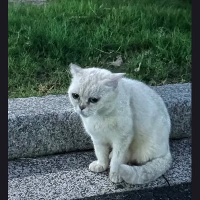 Purrrlaw's profile picture. stop cat abuse