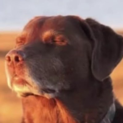 ButtFuckerz69's profile picture. Not a NSFW account . The council of the Fags (4 people run this account)