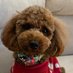 メイちゃん@相互フォロー (@dogslove3232) Twitter profile photo メイちゃん@相互フォロー (@dogslove3232) Twitter profile photo