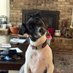 al_dogger (@allison65312463) Twitter profile photo al_dogger (@allison65312463) Twitter profile photo