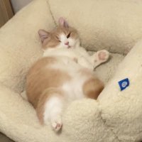 little pearl🐰💐 (@littlepearl_m) 's Twitter Profile Photo little pearl🐰💐 (@littlepearl_m) 's Twitter Profile Photo