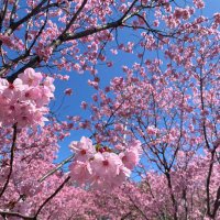 ぽぽ (@p3fdgglqiobl1ml) 's Twitter Profile