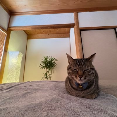 心と身体を癒す空間で、たまに看板猫がふらりと登場します。猫好きさんも大歓迎!また動画編集のお仕事依頼も承っております。