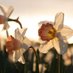 Daffodil (@raredaffodil) Twitter profile photo Daffodil (@raredaffodil) Twitter profile photo