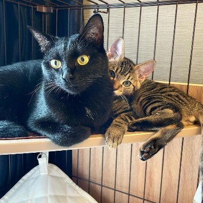 29歳 / 都内在住
音楽と映画が好き
目標に向かって日々コツコツ努力中
実家の猫「くろすけ」推し