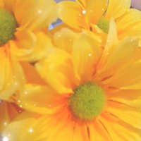 🌸my🌸 (@mynmyn111) 's Twitter Profile