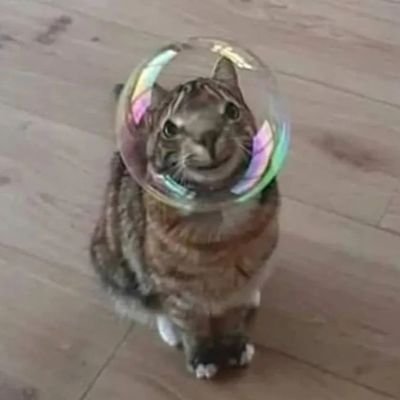 shak_shouka218's profile picture. 튀니지와 이스라엘에서 즐겨 먹는 토마토와 계란을 활용한 건강 요리