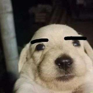 Asinineさんのプロフィール画像