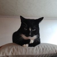 bebert (@bebert1131) 's Twitter Profile