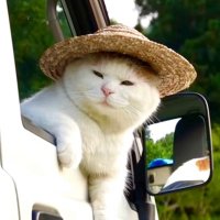 makoto (@hifumi_shinsei) Twitter profile photo