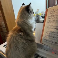 yishu song (@yishusong5401) 's Twitter Profile