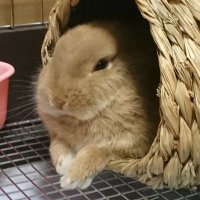 ねざーらん丸 (@nezamaru) 's Twitter Profile