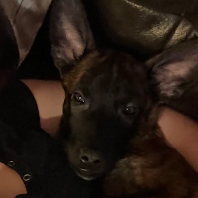 birdieddotcom's profile picture. 