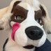 Stinky critter 🔜 FWA (@lycan_maw) Twitter profile photo Stinky critter 🔜 FWA (@lycan_maw) Twitter profile photo