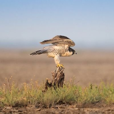 Birds_Lover_01's profile picture. Every moment with you feels like flying with love birds 🕊️❤️
Sweet love, little birds 🕊️❤️
Why walk when you can fly with your love bird partner? 😄🕊️❤️