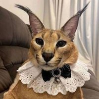 @RocchanCoco (@rocchancoco1) 's Twitter Profile Photo @RocchanCoco (@rocchancoco1) 's Twitter Profile Photo