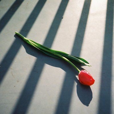 kureaina's profile picture. 読書 / 手帳 / 執筆