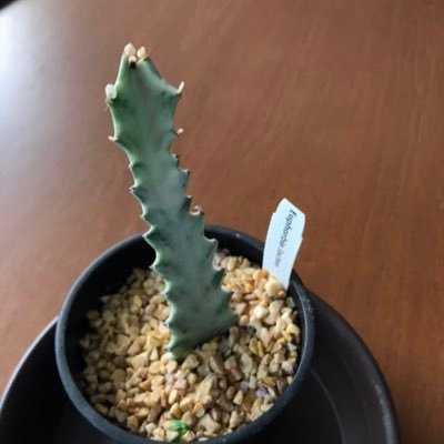 boxkoruku8's profile picture. 株🏄‍♂️ つぶやかない時も読ませていただいてます(*☻-☻*)