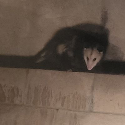 pierrot4show's profile picture. pierrot and harlequin mix. horror movie talk sometimes. they/them for we are many. don't explain shit to me. formally @dildotransplant
