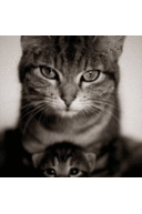 Susan Tousignant - @susan2zna - Twitter