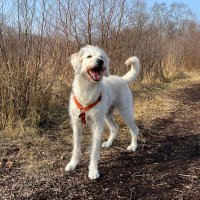 ElliPirelli🐾 (@siriwhosiriwho1) 's Twitter Profile Photo ElliPirelli🐾 (@siriwhosiriwho1) 's Twitter Profile Photo